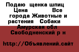 Подаю. щенка шпиц  › Цена ­ 27 000 - Все города Животные и растения » Собаки   . Амурская обл.,Свободненский р-н